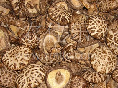 带足白花菇AA级5cmup