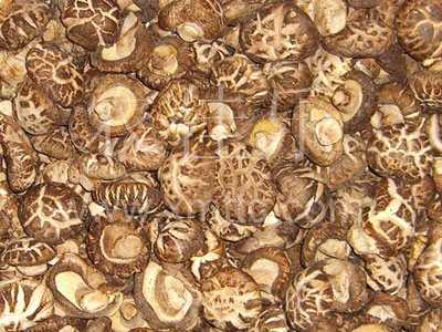 切足白花菇AA级2-3cm