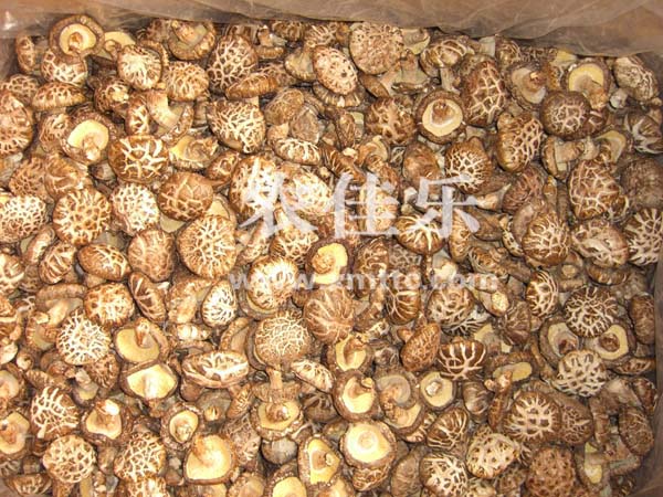 带足白花菇AA级4-5cm