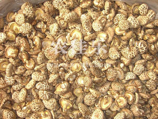 带足白花菇AA级3-4cm