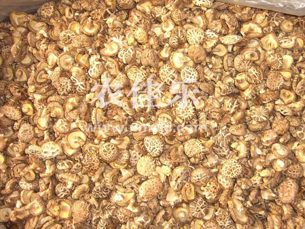 带足白花菇  2-3cm